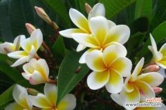 揭秘鸡蛋花的花语和象征意义 鸡蛋花的花语和寓意