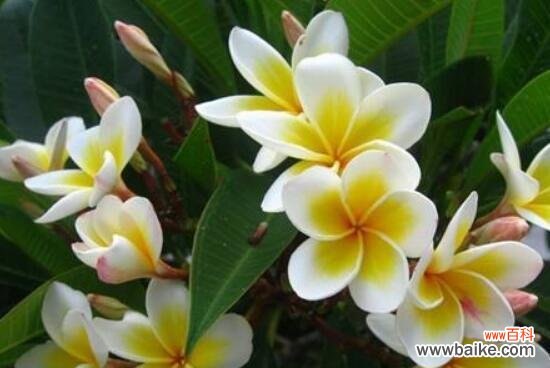 揭秘鸡蛋花的花语和象征意义 鸡蛋花的花语和寓意