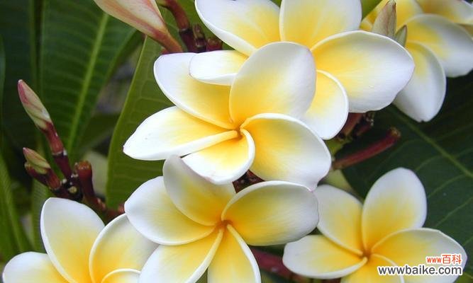 揭秘鸡蛋花的花语和象征意义 鸡蛋花的花语和寓意