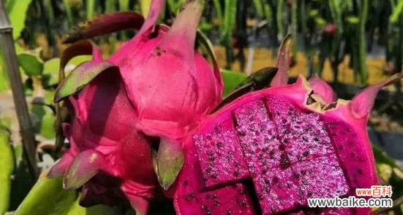 探寻火龙果所代表的吉祥与祝福 火龙果的象征意义及祝福寓意