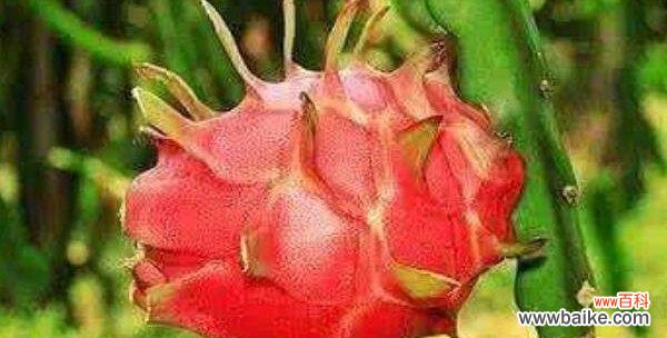 探寻火龙果所代表的吉祥与祝福 火龙果的象征意义及祝福寓意