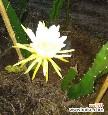 探寻火龙果所代表的吉祥与祝福 火龙果的象征意义及祝福寓意