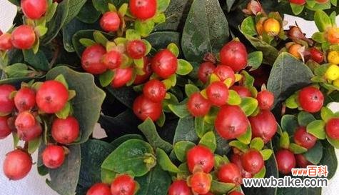 传递勇气与希望的神奇力量 点亮心灵的魔法花语——火龙珠