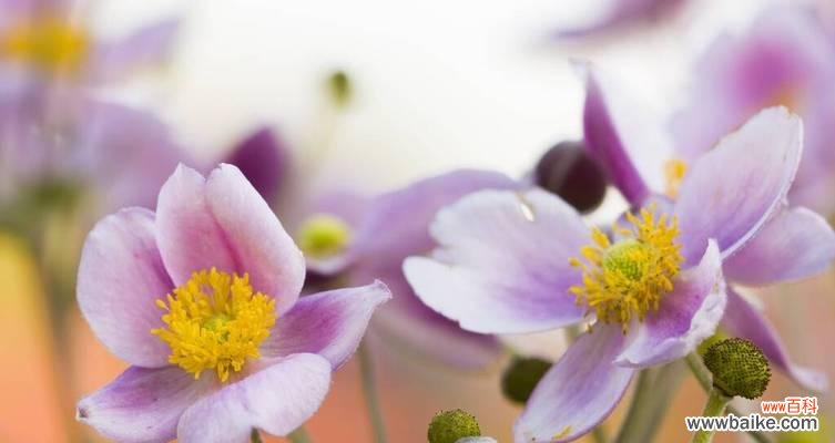 追寻内心光芒的指南 重塑自我,以向日葵为引导