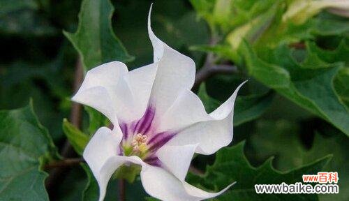 解读曼陀罗花语 祸起花开