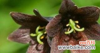 解读曼陀罗花语 祸起花开