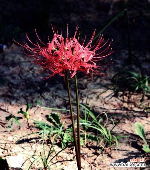 解读曼陀罗花语 祸起花开