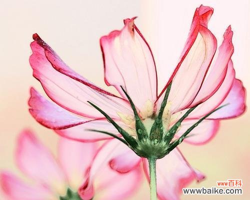 聆听心灵的声音 聆听之花