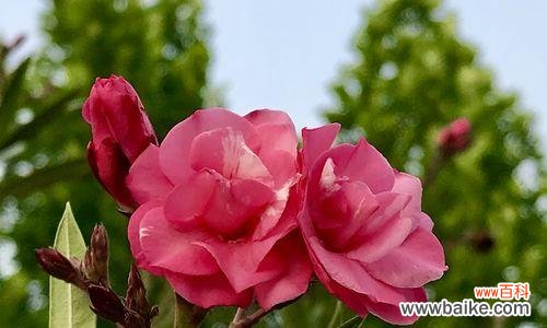 聆听心灵的声音 聆听之花