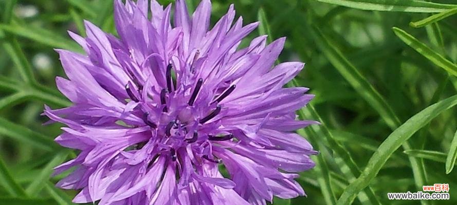 探寻双生莲花的美丽和神秘 双生莲的花语与寓意