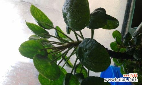 探寻树叶背后的深刻含义 树叶的象征意义与寓意