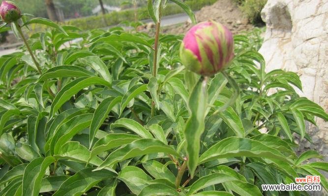 探寻树叶背后的深刻含义 树叶的象征意义与寓意