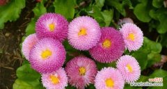 探寻树叶背后的深刻含义 树叶的象征意义与寓意