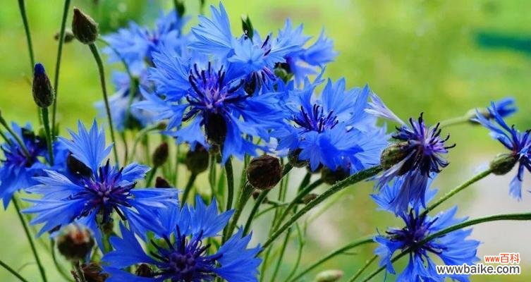 揭秘矢车菊花语的神秘密码 矢车菊的花语与寓意