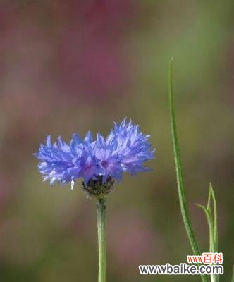 揭秘矢车菊花语的神秘密码 矢车菊的花语与寓意
