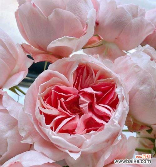 解读水蜜桃所代表的意义 水蜜桃的象征意义及文化内涵