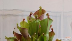 揭示水草开花背后的隐含意义 水草开花，预示着什么