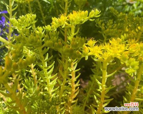 揭示水草开花背后的隐含意义 水草开花，预示着什么