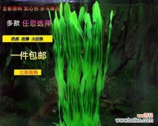 生命之美在绽放 水草开花的寓意与预示