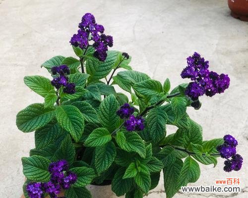 生命之美在绽放 水草开花的寓意与预示