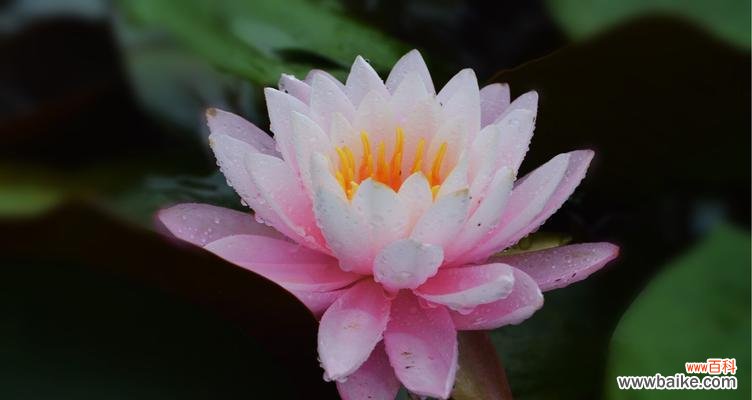 沉睡中绽放的秘密之花 睡莲花语和寓意