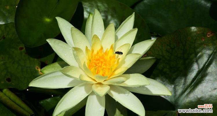 探寻睡莲背后的寓意和美学价值 睡莲的象征意义与美丽