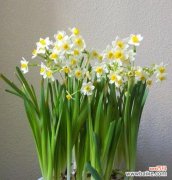 水仙花的代表意义及其象征的美好品质 探寻水仙花的神秘语言