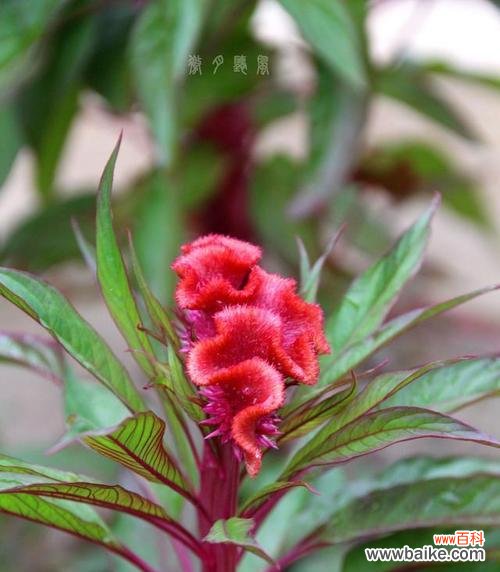 探寻鸡冠花的美丽花语 鸡冠花的象征意义与文化价值