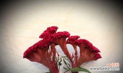 探寻鸡冠花的美丽花语 鸡冠花的象征意义与文化价值