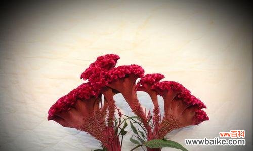 探寻鸡冠花的美丽花语 鸡冠花的象征意义与文化价值