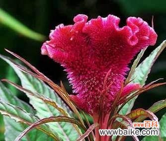 揭秘鸡冠花风水的五大奇妙之处 鸡冠花风水之奇妙寓意与作用