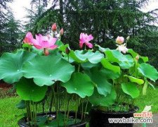 家里养荷花 荷花风水寓意及忌讳，助您家中吉祥如意