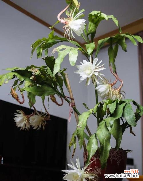 探究昙花开花所代表的意义与预示 家养昙花,解读开花的吉祥预兆