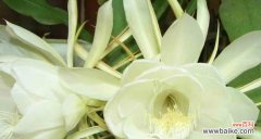 探究昙花开花所代表的意义与预示 家养昙花，解读开花的吉祥预兆