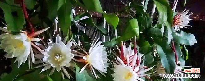 探究昙花开花所代表的意义与预示 家养昙花,解读开花的吉祥预兆