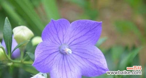 揭秘洋桔梗的神秘力量 洋桔梗风水