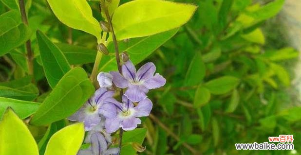 假连翘的花语揭示人生价值观的自我审视 假连翘的花语和寓意