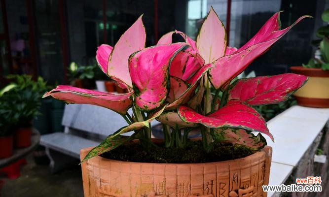 吉利红花开之姿 吉利红开花之美——花开时间与寓意