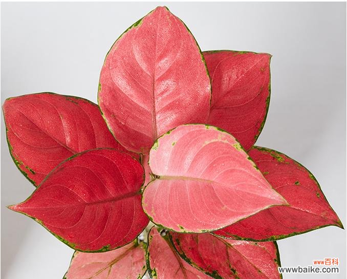 吉利红花开之姿 吉利红开花之美——花开时间与寓意