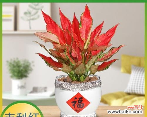 吉利红花开之姿 吉利红开花之美——花开时间与寓意