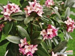 了解金边瑞香植物的风水学意义 金边瑞香风水寓意及摆放位置的探究