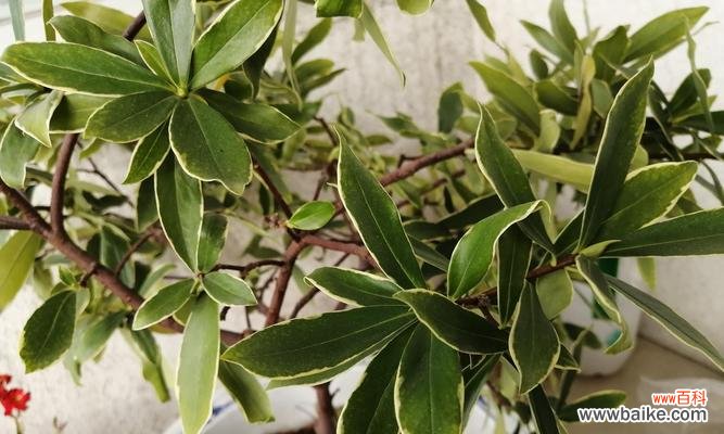 揭秘金边瑞香的吉祥意义与风水作用 金边瑞香的寓意与象征风水