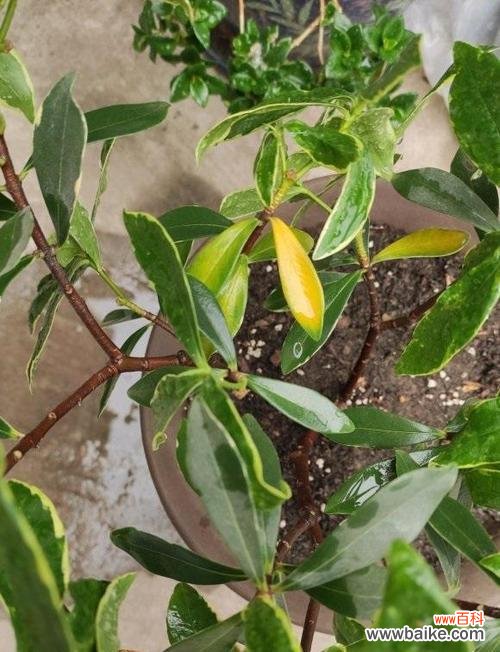 揭秘金边瑞香的吉祥意义与风水作用 金边瑞香的寓意与象征风水