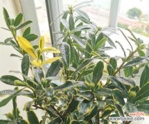 揭秘金边瑞香的吉祥意义与风水作用 金边瑞香的寓意与象征风水