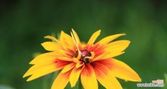 探寻金光菊花语的深层意义 金光菊的花语——寓意与象征