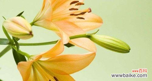 探索金百合花的美丽寓意与深刻花语 金百合花