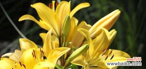 探索金百合花的美丽寓意与深刻花语 金百合花