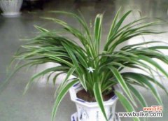 解密金边吊兰的吉祥象征 金边吊兰的寓意和象征风水之奇妙力量