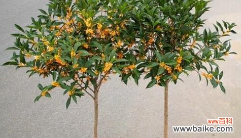 金桂花的美丽寓意与魅力 金桂的花开寓意与开花季节