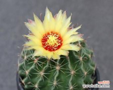 揭开金虎花的神秘面纱 金虎花风水的寓意与作用